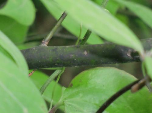 ケクロモジ 若枝は緑色で黒い斑紋