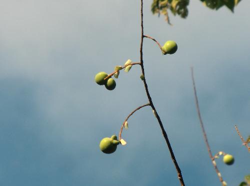 ムクロジ 秋 黄褐色に熟す球形の実