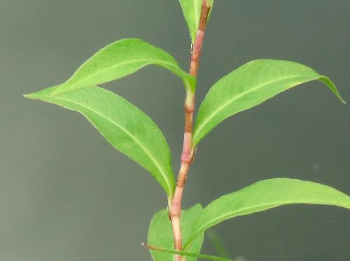 シロバナサクラタデ 茎の節々は赤みを帯びる