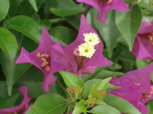 テリハイカダカズラ 初夏から秋 赤紫色の苞　白い花
