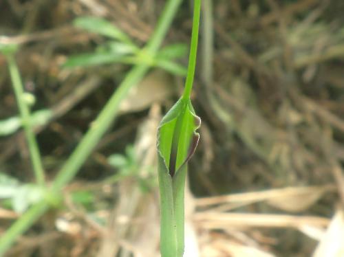 カラスビシャク 晩春～初夏 ヘビの尻尾のような細長い緑色の花