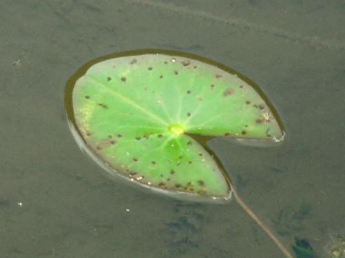 ヒツジグサ 葉は楕円形で切れ込みが入っている　ハート形　全縁