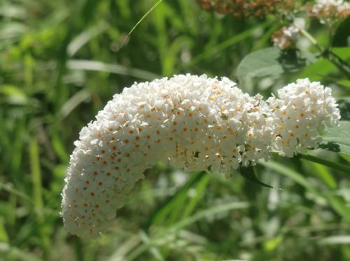 フサフジウツギ 夏　白い花