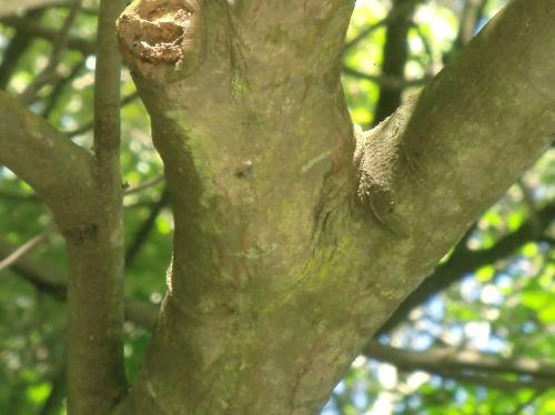 シリブカガシ 白褐色で滑らかな樹皮