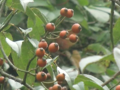 ヤマイバラ 秋に赤橙く熟す楕円形の実
