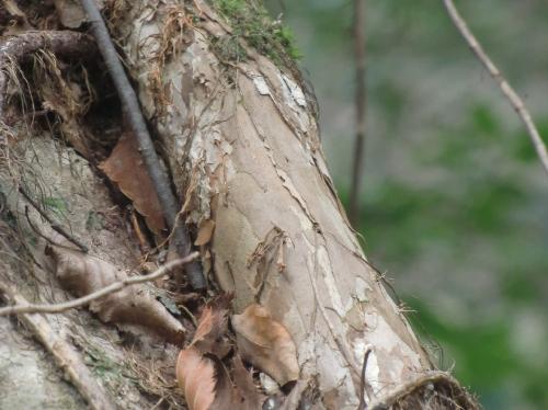 ツルマサキ 老木では皮が薄くはがれる　白褐色