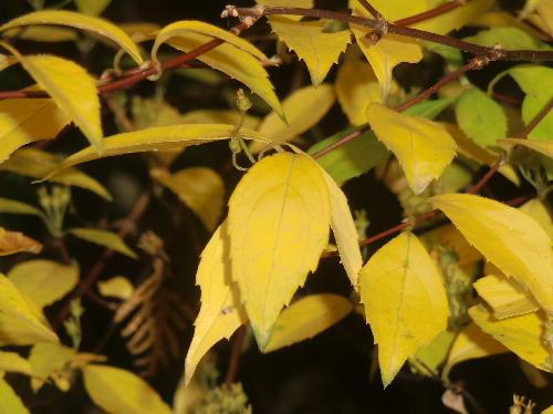 コガクウツギ 秋には黄色く紅葉する
