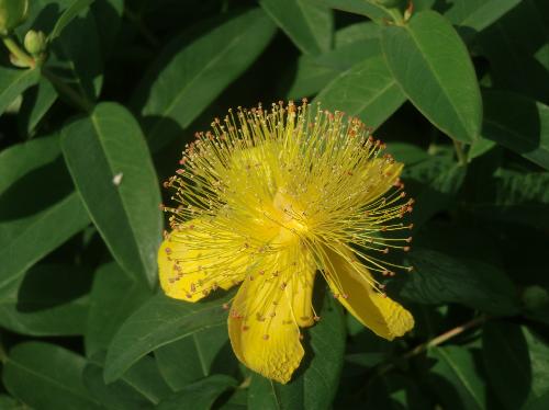 ビヨウヤナギ 初夏　花糸の目立つ黄色い花