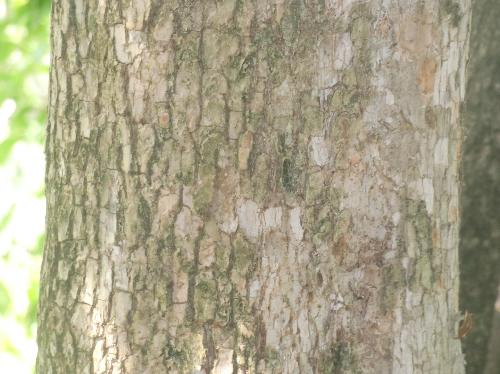 ヤマガキ 白褐色で浅い割れのある樹皮