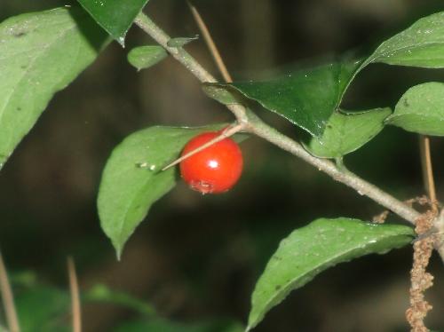 アリドオシ 秋に赤く熟す実