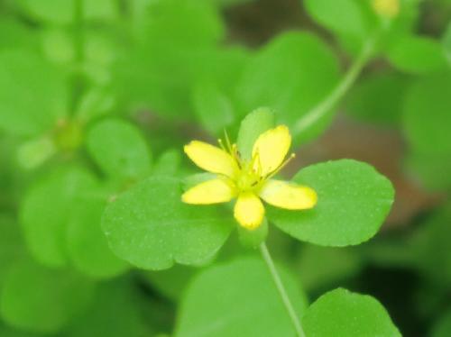 サワオトギリ 夏に小さな黄色い５弁花