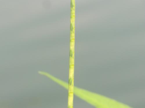 ウシノシッペイ 竹篦に似た黄緑色の花穂
