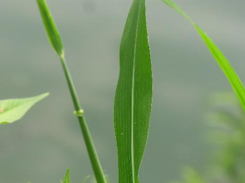 ウシノシッペイ 20cm近い細長い葉
