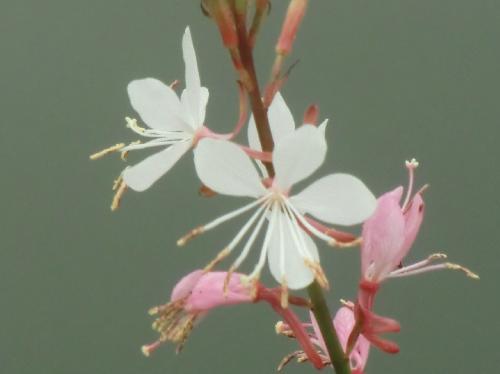 ヤマモモソウ ４弁花で蝶が羽を広げたような白ピンクの花　春夏秋