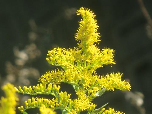 セイタカアワダチソウ 秋 小さな黄色い花