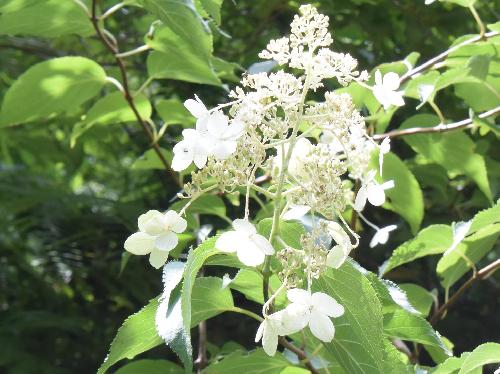 ノリウツギ 夏に白い花