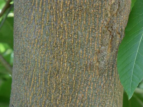 ペカン 緑色の樹皮に褐色の皮目