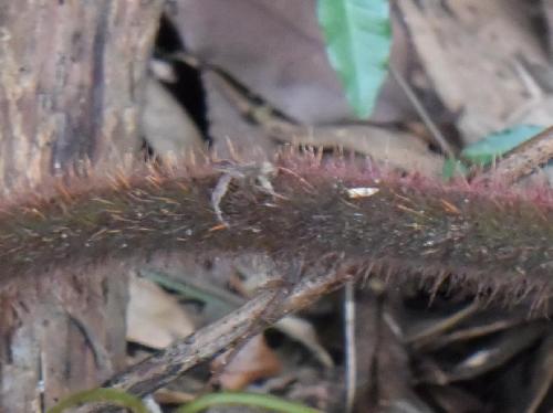 エビガライチゴ 茎には毛が密生しとげがまばらに生える