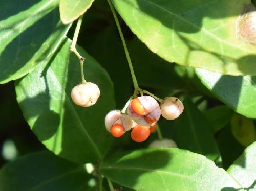 ツルマサキ 秋　白い実で赤い果肉に包まれた種子が出てくる