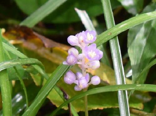 ヒメヤブラン 夏～初秋 小さな薄紫色の花