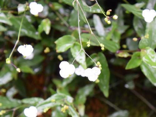 ブライダルベール 春～秋　小さな白い花