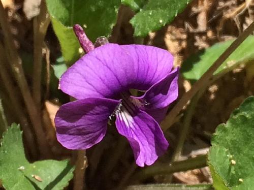 アカネスミレ 晩春 濃い紫色の花