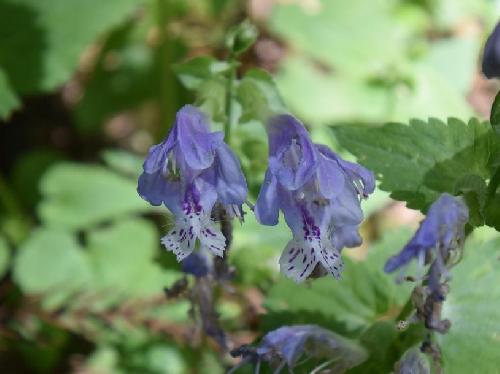ラショウモンカズラ 晩春に紫色の斑点のある青い花
