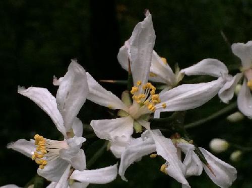 カラタチ 春　白い花