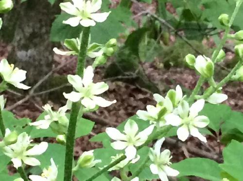 バイケイソウ 晩春～初夏　緑色の筋のある白い花