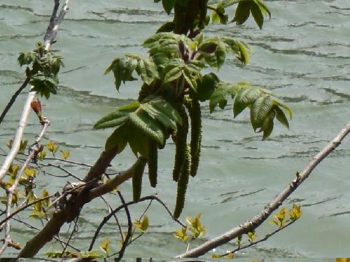 オニグルミ 晩春～初夏 黄緑色の房状の花