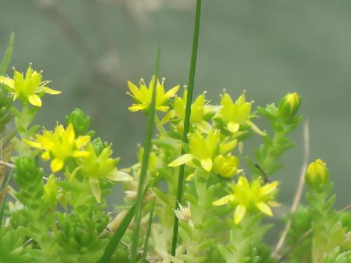 モリムラマンネングサ 初夏　小さな黄色い５弁花