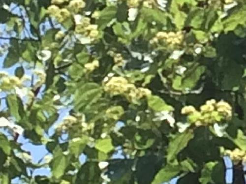 ケンポナシ 初夏　ごく小さな白い花