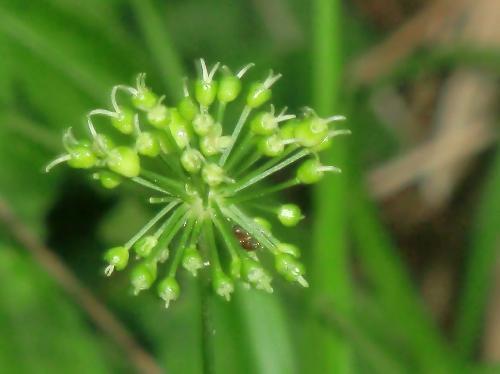 トチバニンジン 初夏　小さくて目立たない白緑色の雌花　球状