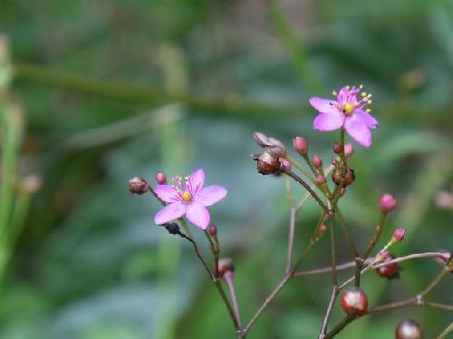 ハゼラン 夏～秋　小さなピンクの５弁花