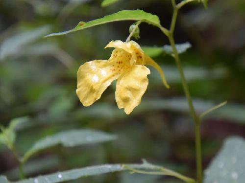 キツリフネ 夏 黄色い花