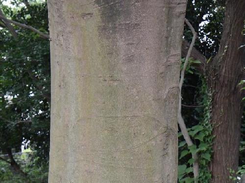 ヤマモガシ 樹皮は灰褐色で縦方向の皮目