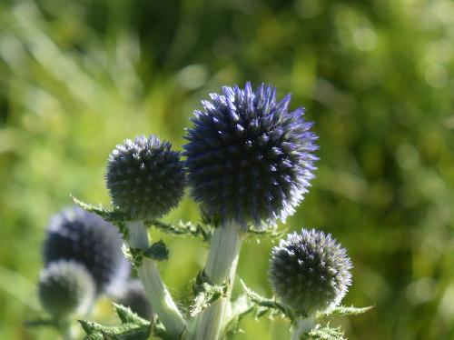 ヒゴタイ 晩夏から初秋に球形の青い花