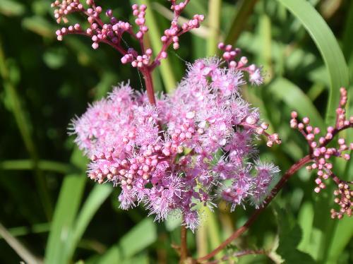 シモツケソウ 夏にピンクの小さな５弁花を多数