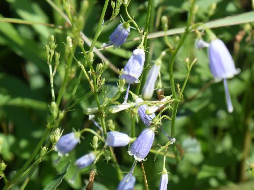 サイヨウシャジン 夏 小さな青紫色の釣鐘状の花