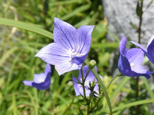 キキョウ 夏から秋にかけて青紫の花を咲かせる