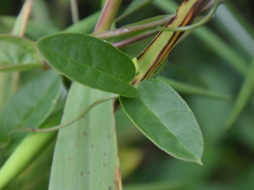 アオタチカモメヅル 葉は対生、楕円形で先端はとがり基部は円形にへこむ
