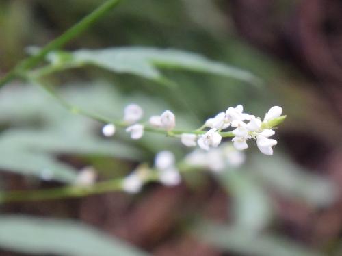 ヤブハギ 初秋　小さな白い花
