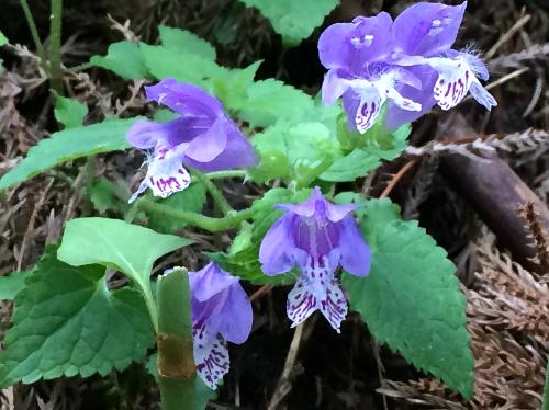 ラショウモンカズラ 晩春　紫色の斑点のある青紫の花