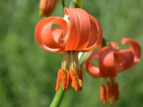 ノヒメユリ 夏に赤橙色の小さな花