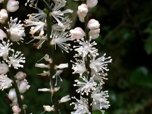 オオバショウマ 初秋に小さな白い花を塔状