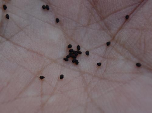 オオヒナノウスツボ ごく小さくいびつな楕円形の黒い種子