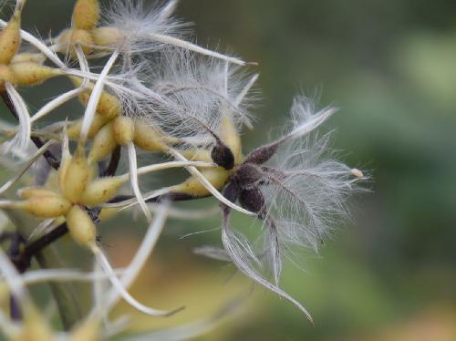 センニンソウ 秋先端に白い毛の生えた楕円形の小さな黒い種子