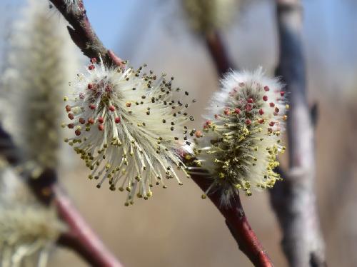 ネコヤナギ 初春 白い軟毛 葯は赤く黄色い花粉