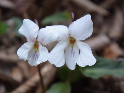ナガバノスミレサイシン 晩春に白から薄紫色の小さな花
