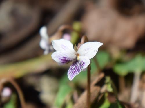 ヒメミヤマスミレ 晩春に薄紫色の小さな花